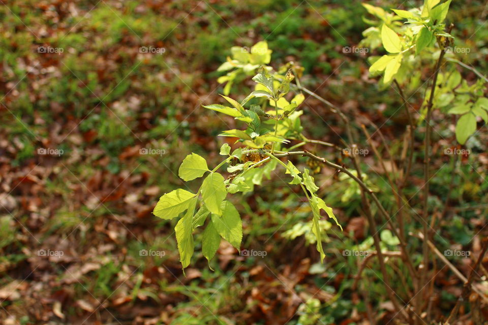 Autumn leaves