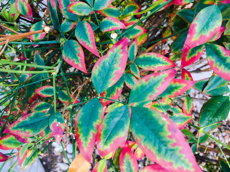 Red and green leaves