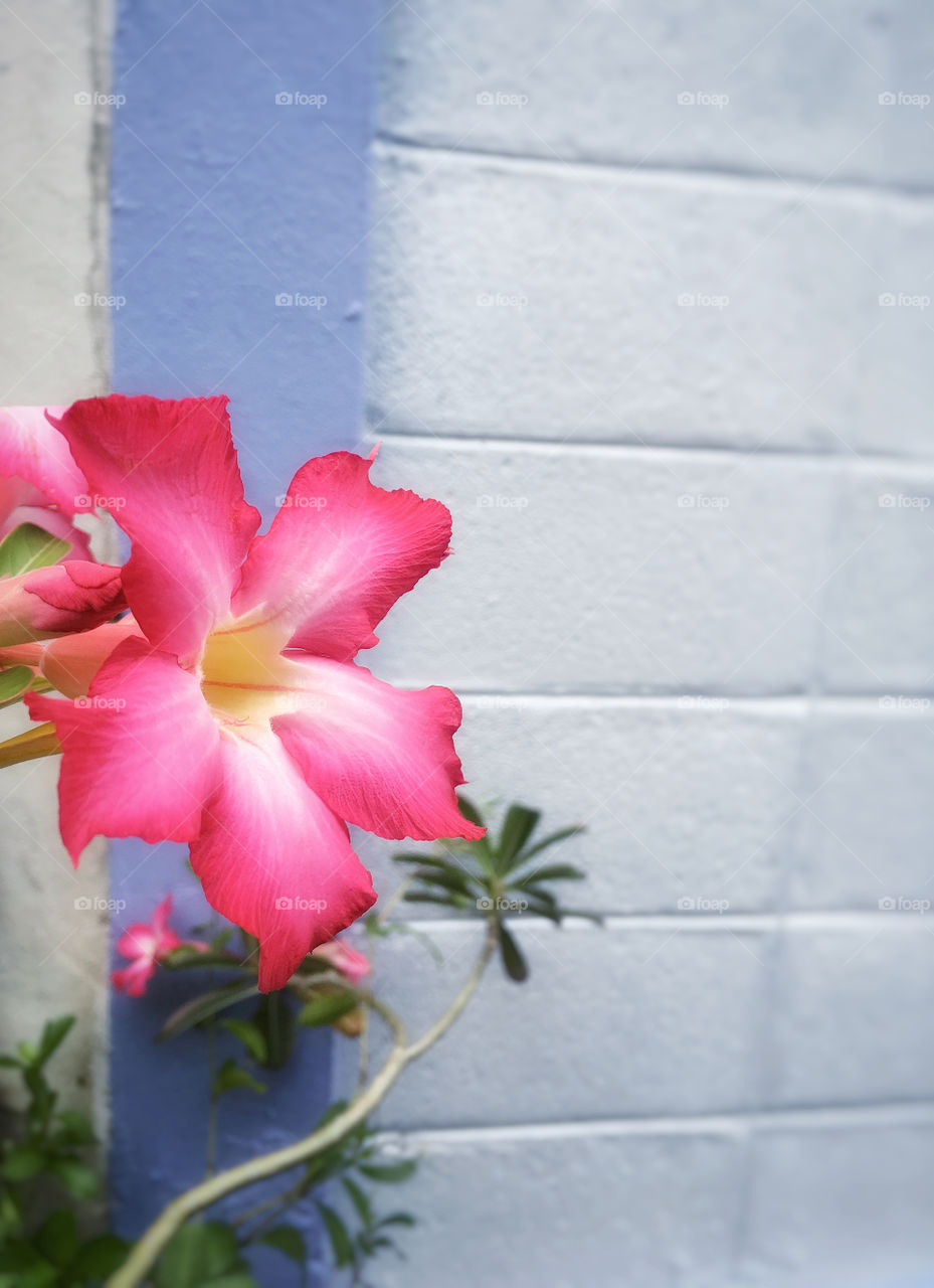 Plumeria flowers are blooming at the wall