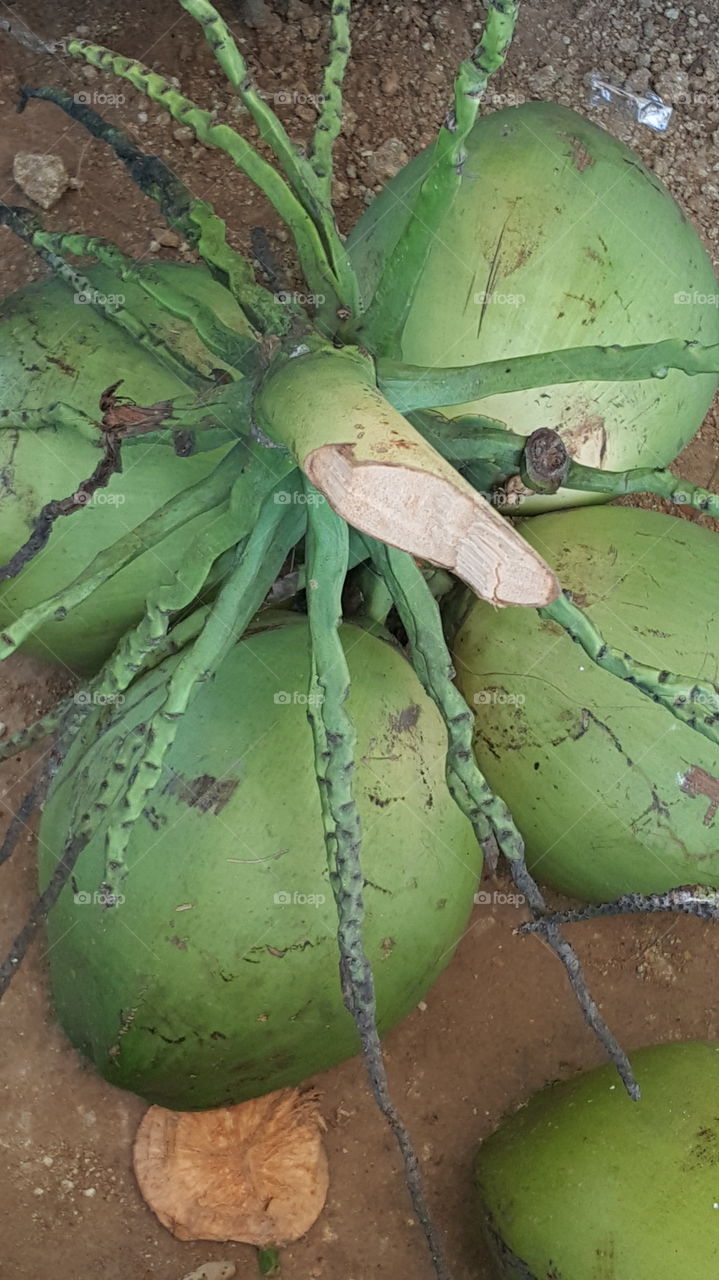 frezz coconuts