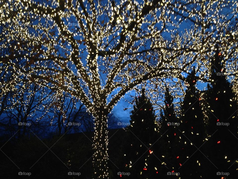 Chicago Botanic Garden