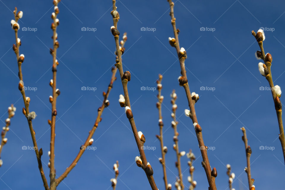 willow branches in spring forest