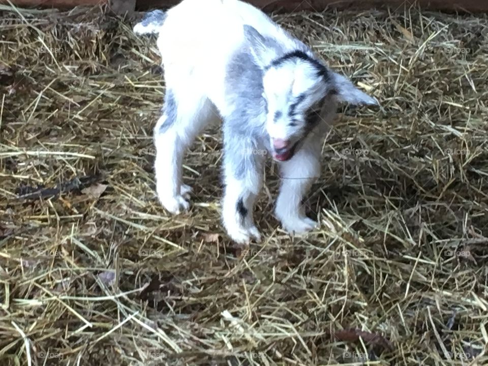 New baby goat