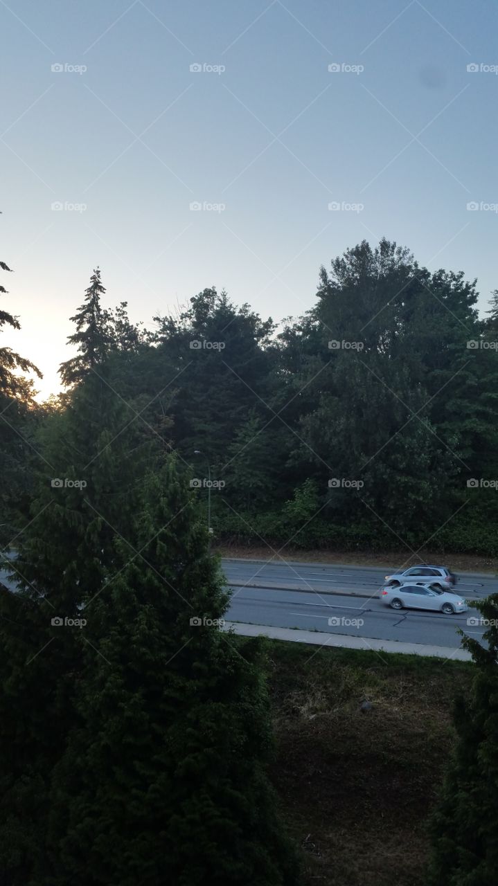 sunset view with pine trees in front.