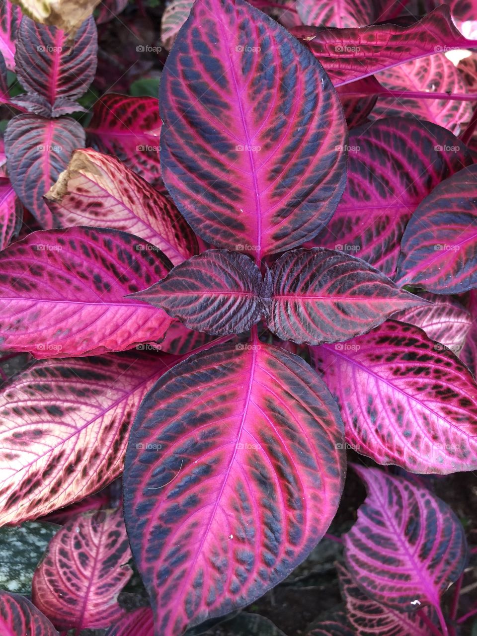 Pink and black leaves