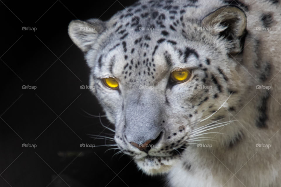 Snow Leopard 