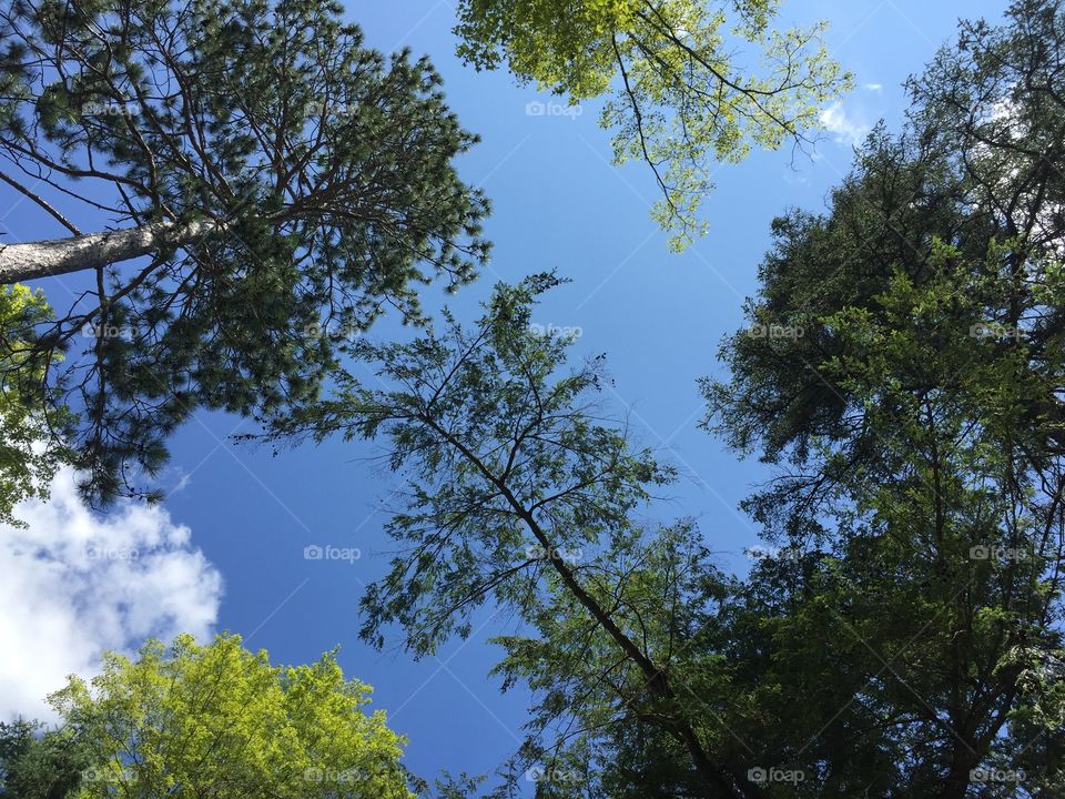 Shades of green with blue sky background 