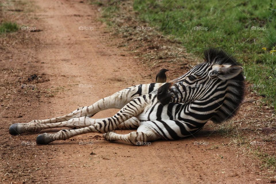 lazy days. A few months old Zebra