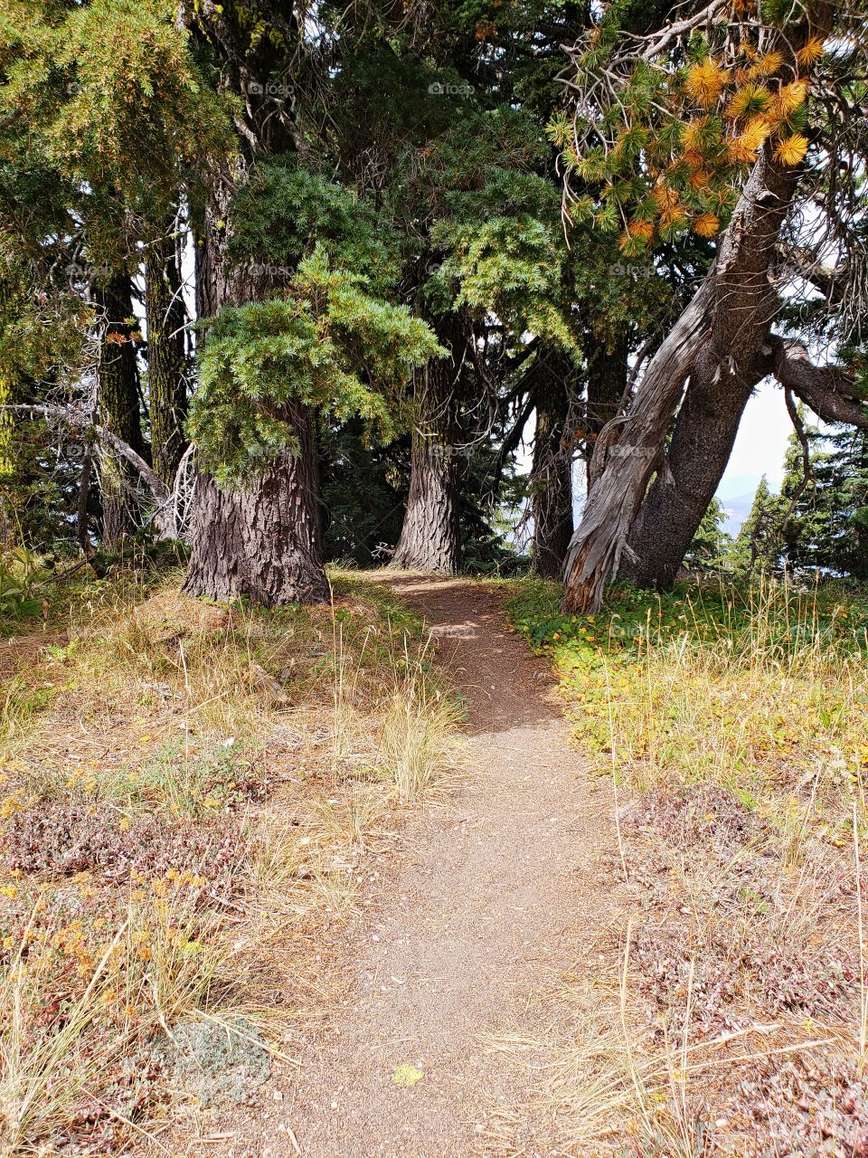 A quiet dirt path leads toward a lake through beautiful trees in the forest on a summer day. 