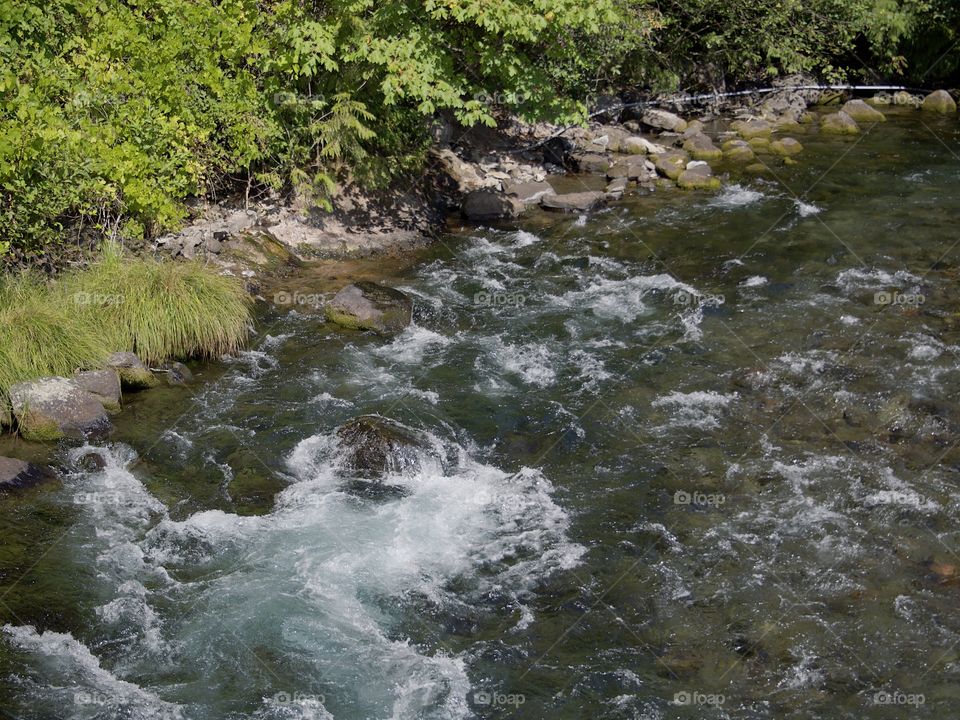 The beautiful waters of the McKenzie River rush along its lush green banks in the Willamette National Forest in Western Oregon on a sunny summer day. 