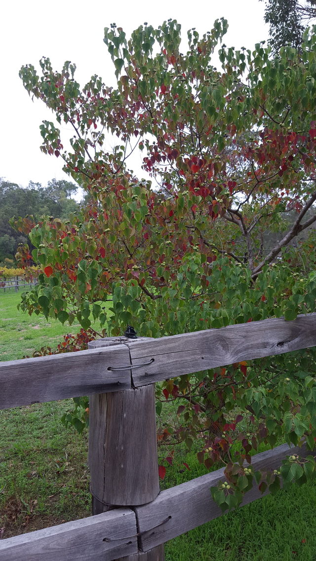 autumn in Perth