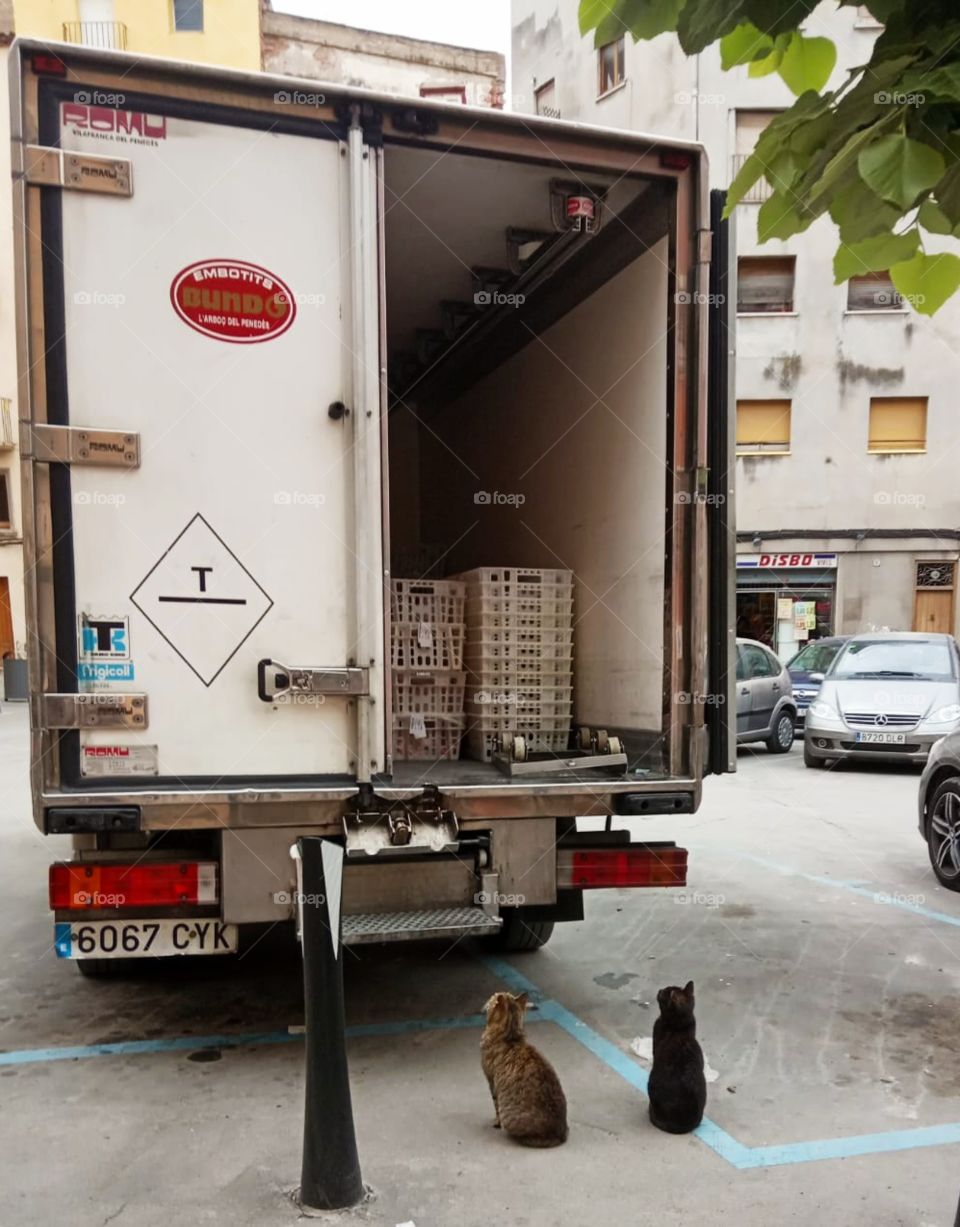 two cats waiting for some delicious reward