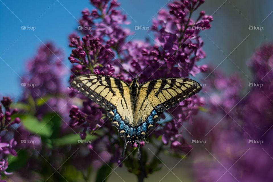 Butterfly on a Lilac Bush