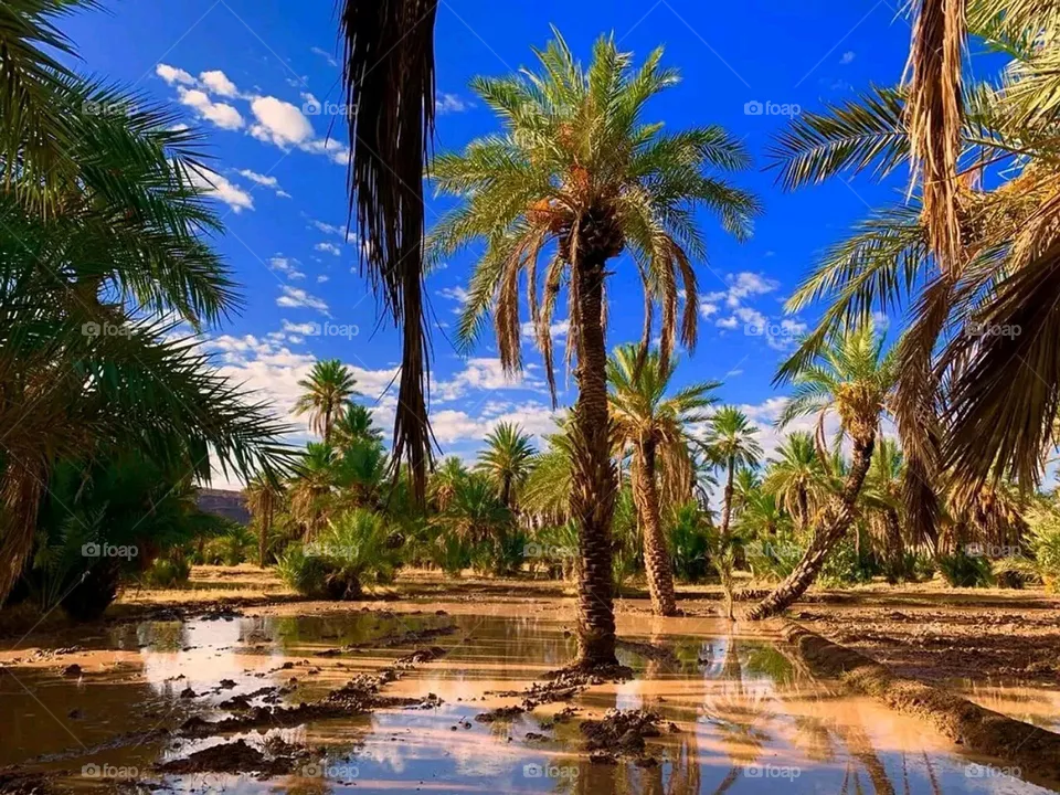 oasis
