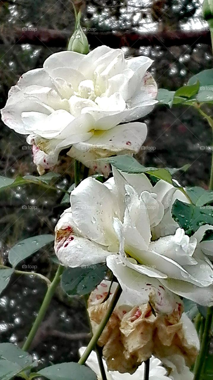 White roses in the garden.