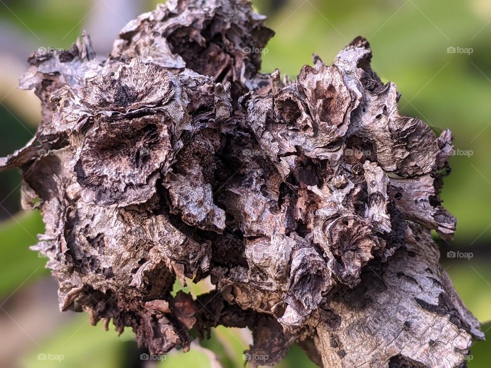 dead tree trunks that are dry and brittle.🌳🪵