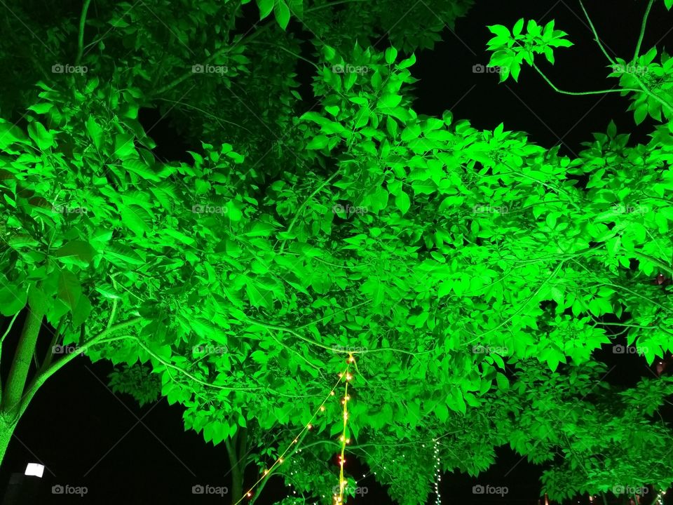 Radium leaves!!!!!!!!!