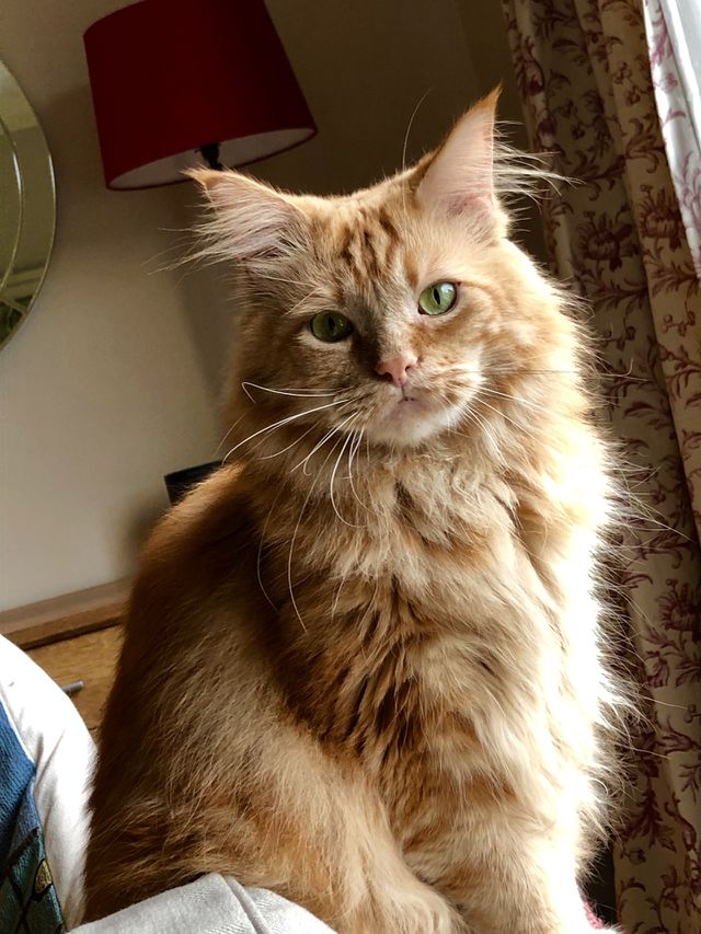 Maine Coon Cat Portrait