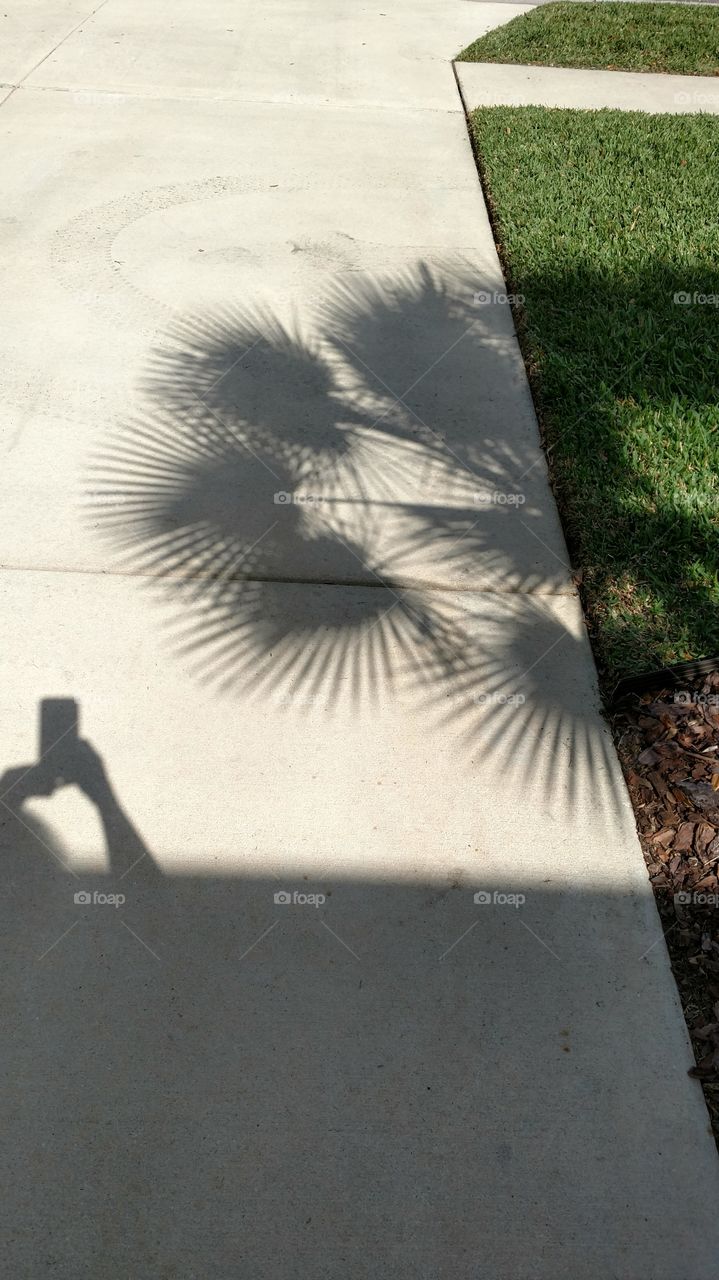 Taking picture of palm tree shadow