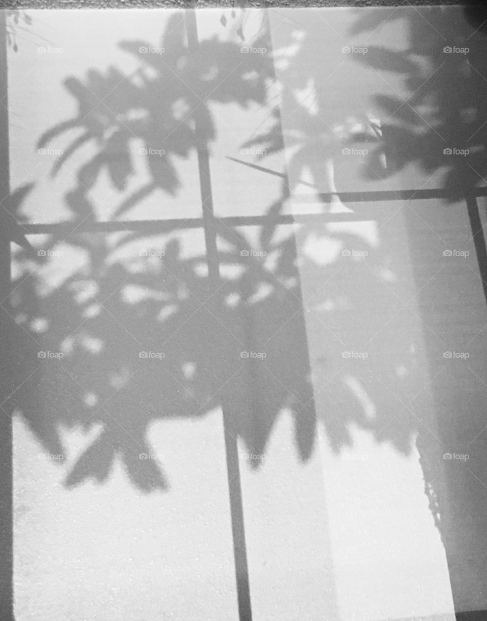 Shadows on the wall