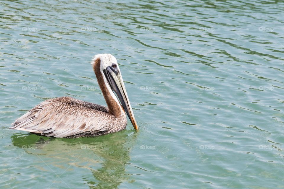 Closeup of one wild brown pelican with a large beak swimming in the ocean 