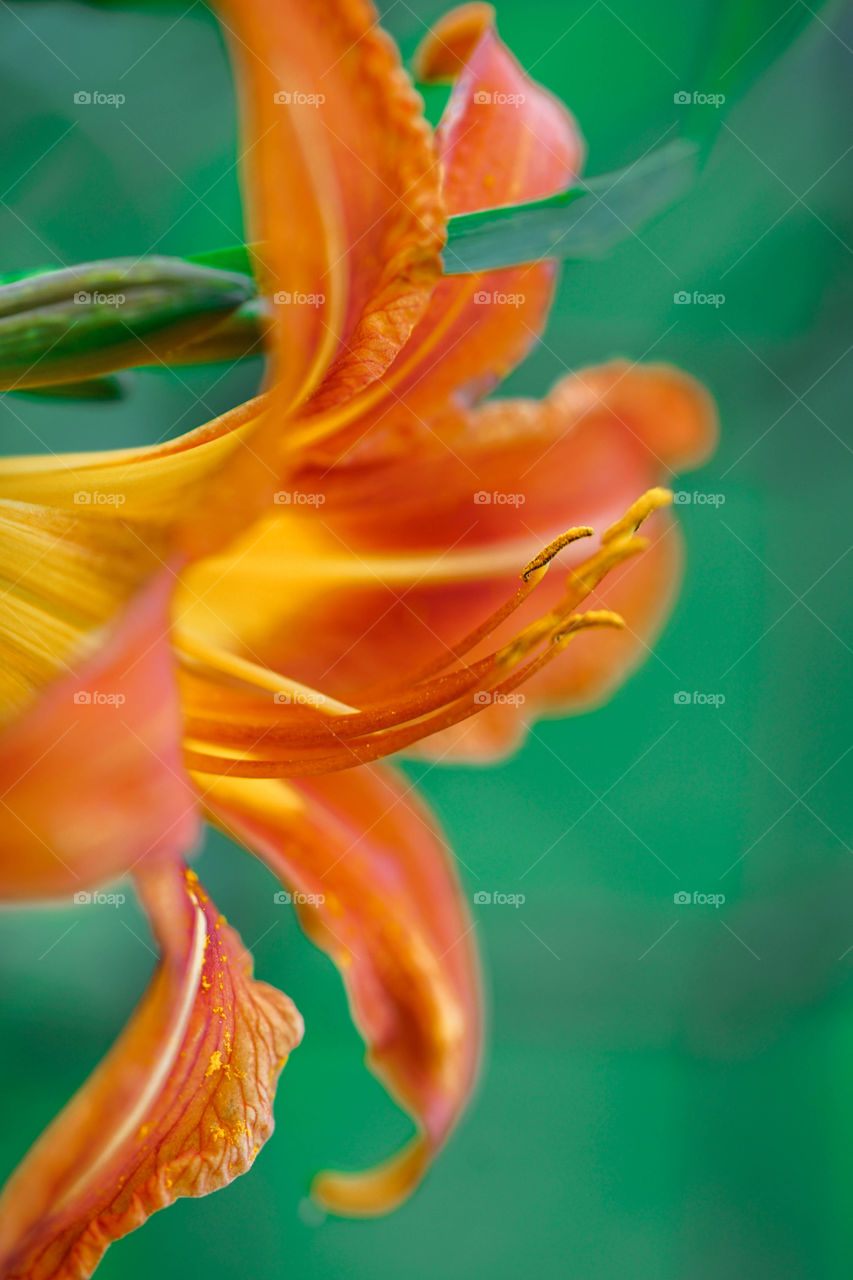 Extreme close-up of orange flower