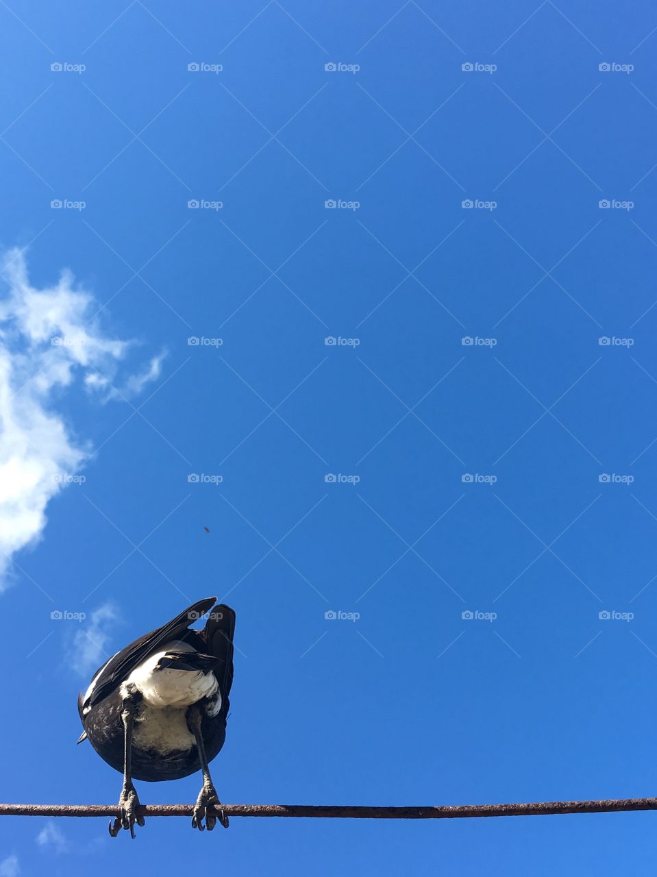 Australian Magpie perched sitting on a cable wire view from behind backside the bird, against vivid blue sky and wispy cloud backdrop, copy space minimalism, concept wildlife, native, animals