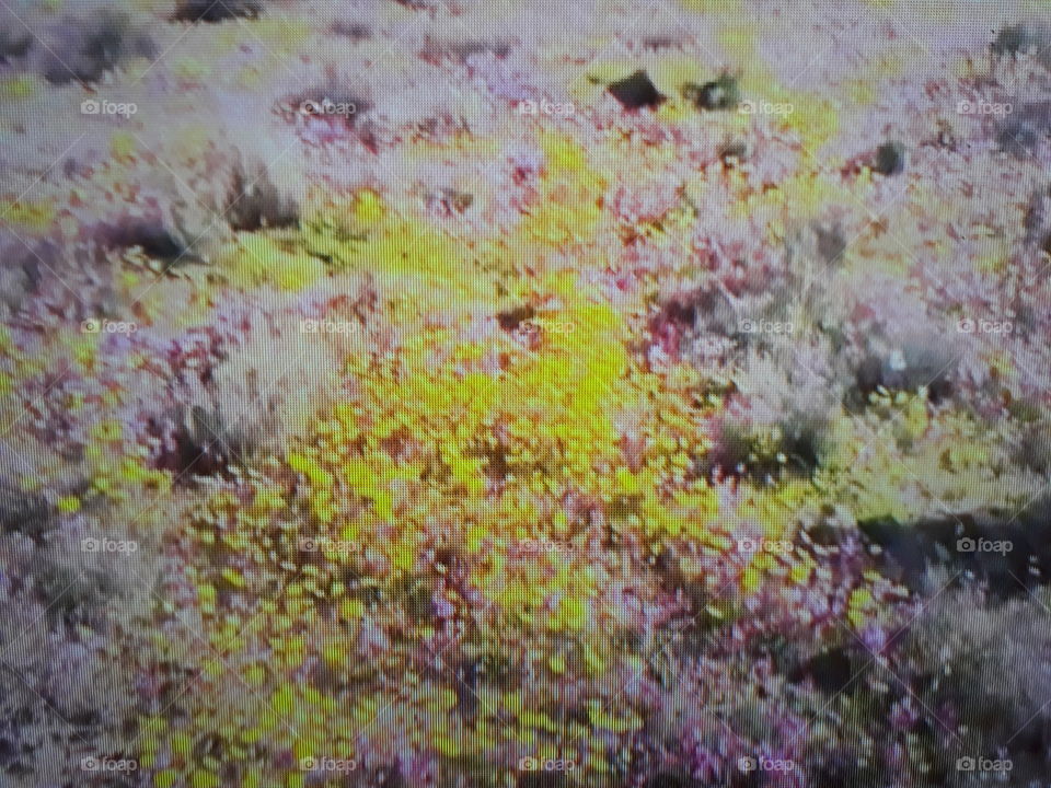 flores África do Sul