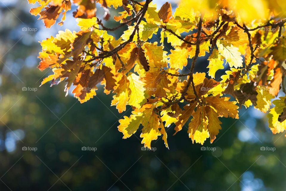 Beautiful oak tree leaves with orange and yellow leaves in the fall, shot in bright backlit sunlight 