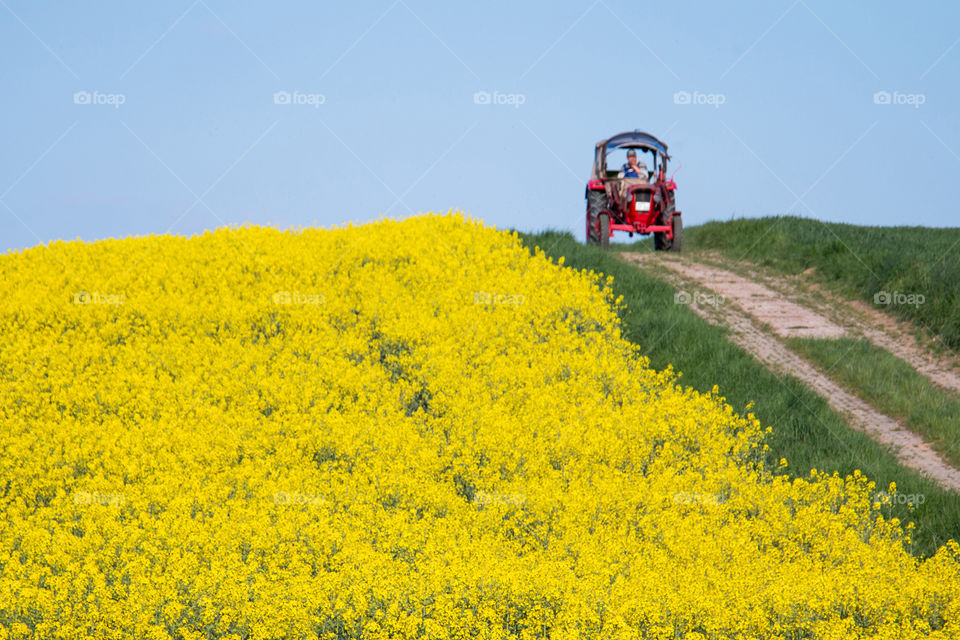 Tractor and field of rapeseed flowers