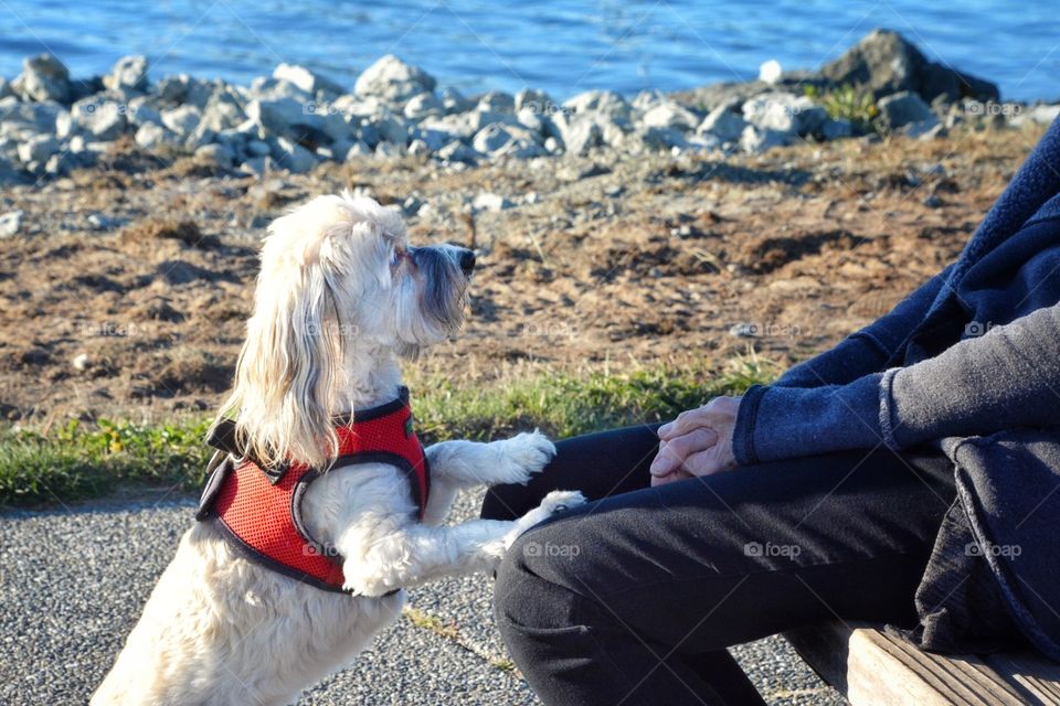 Old owner with dog