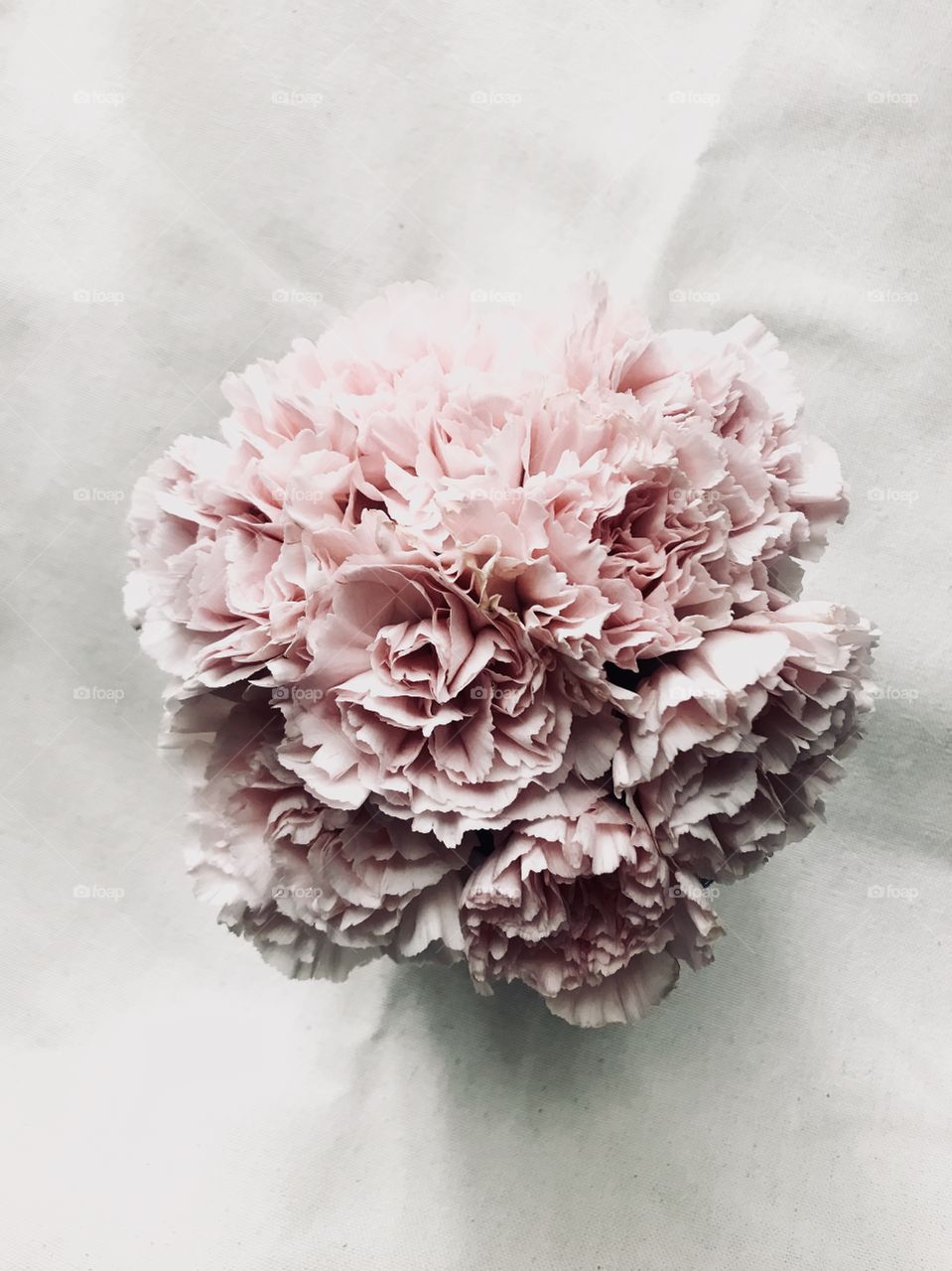 Blush Pink Carnations