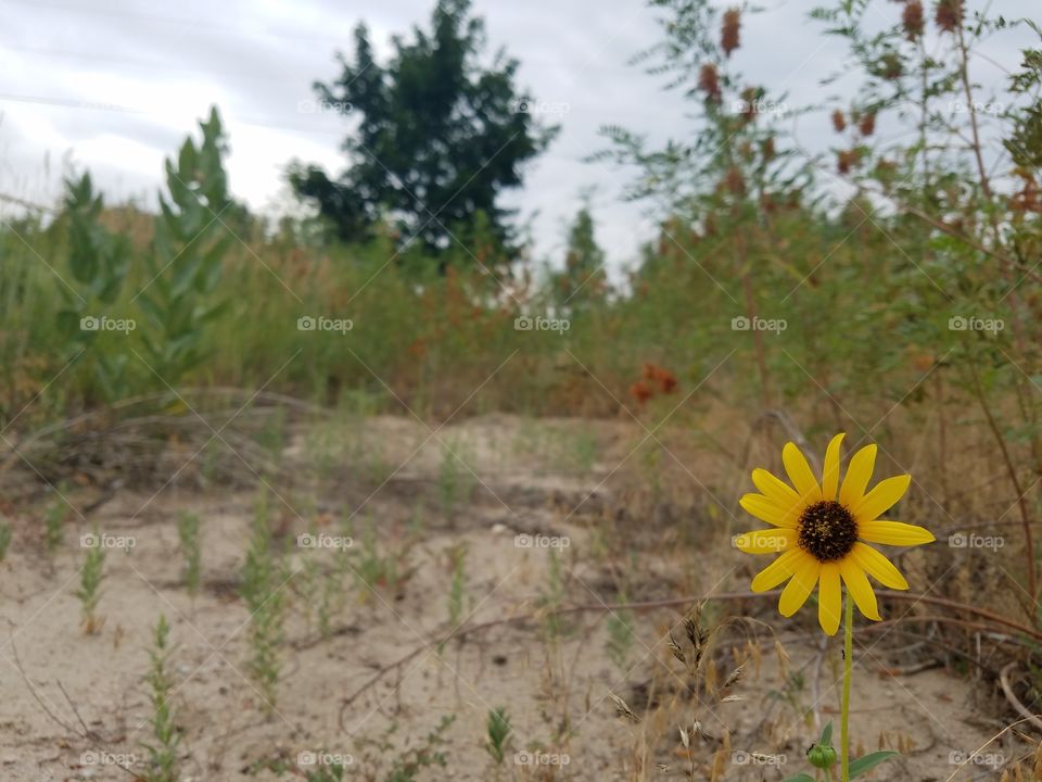 Nature, Summer, Landscape, Flora, Flower