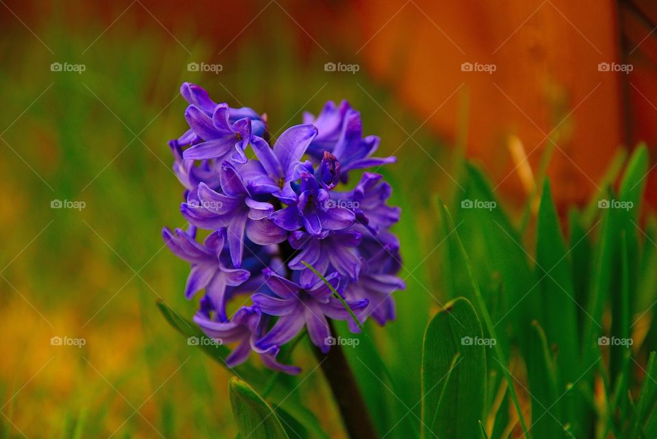 Close-up of purple flowers