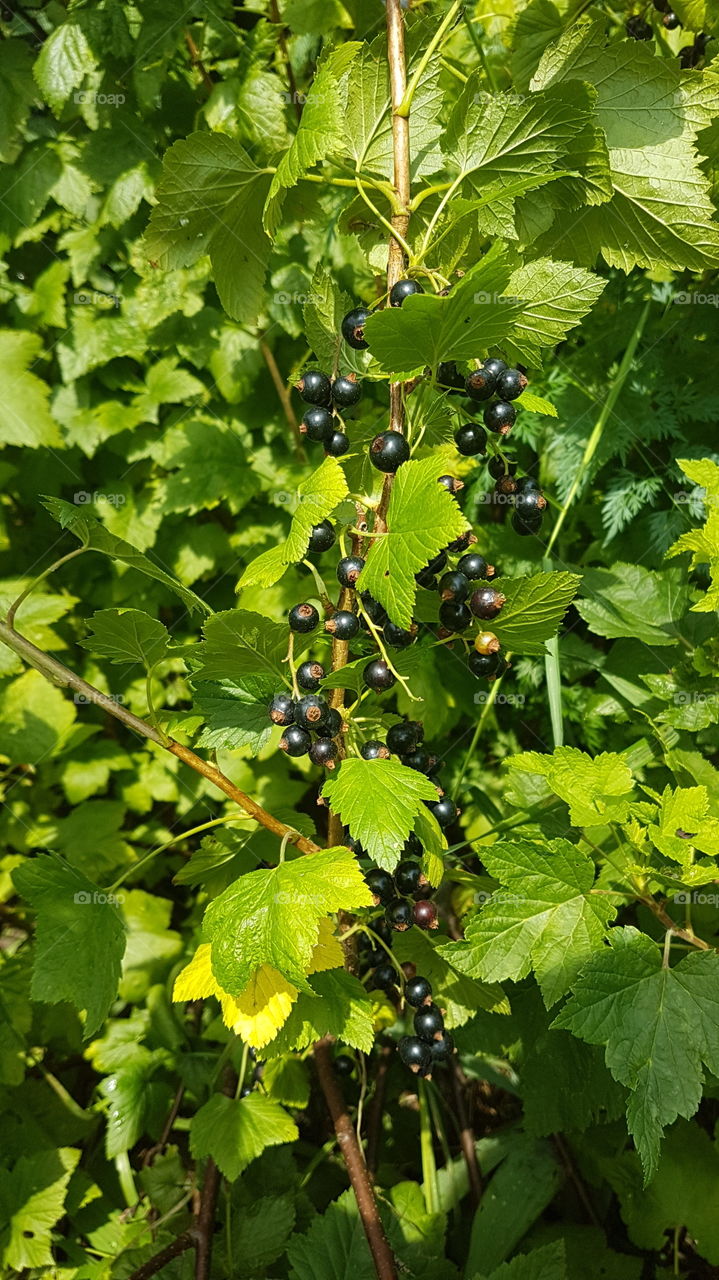 currants