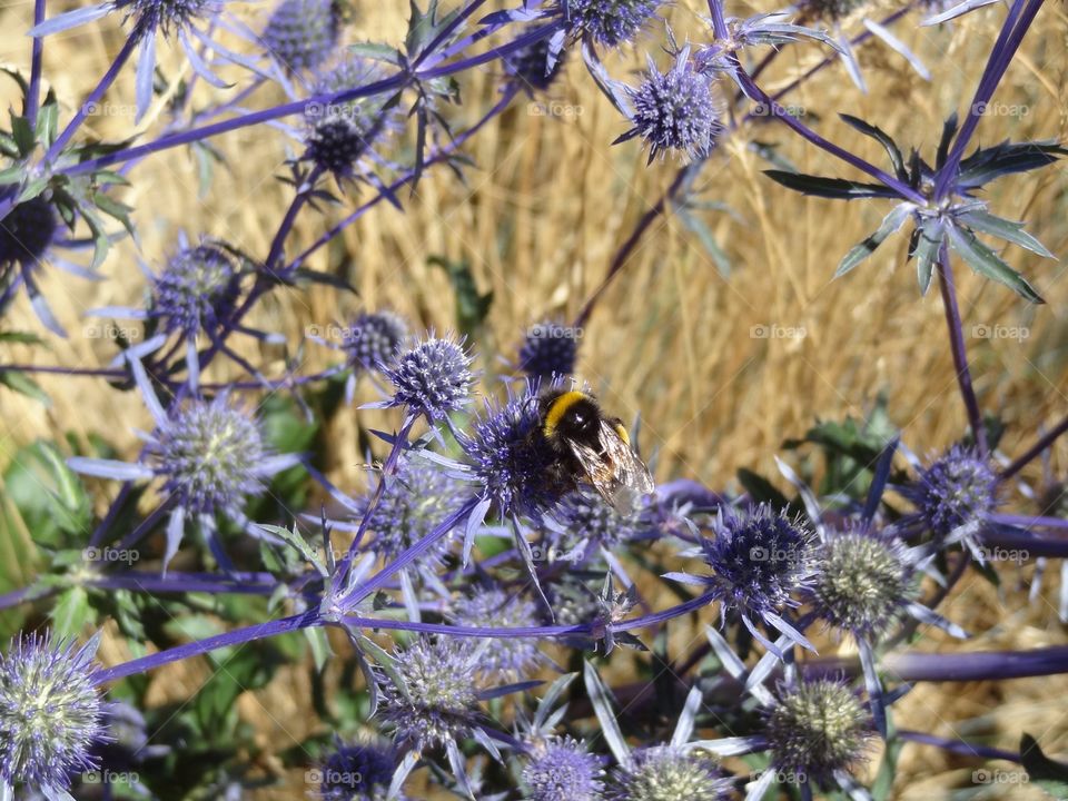 Collecting pollen 