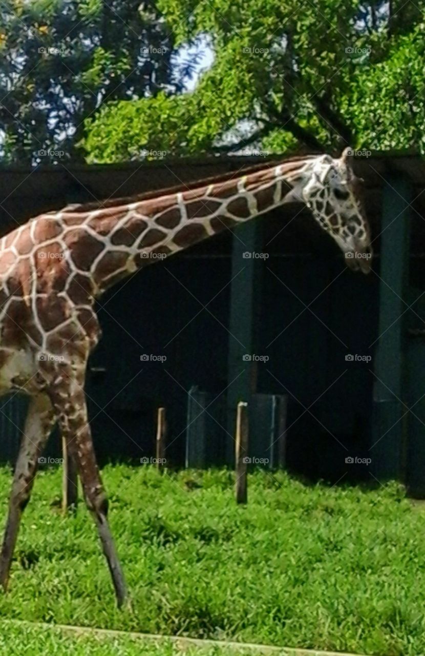 A single of giraffe