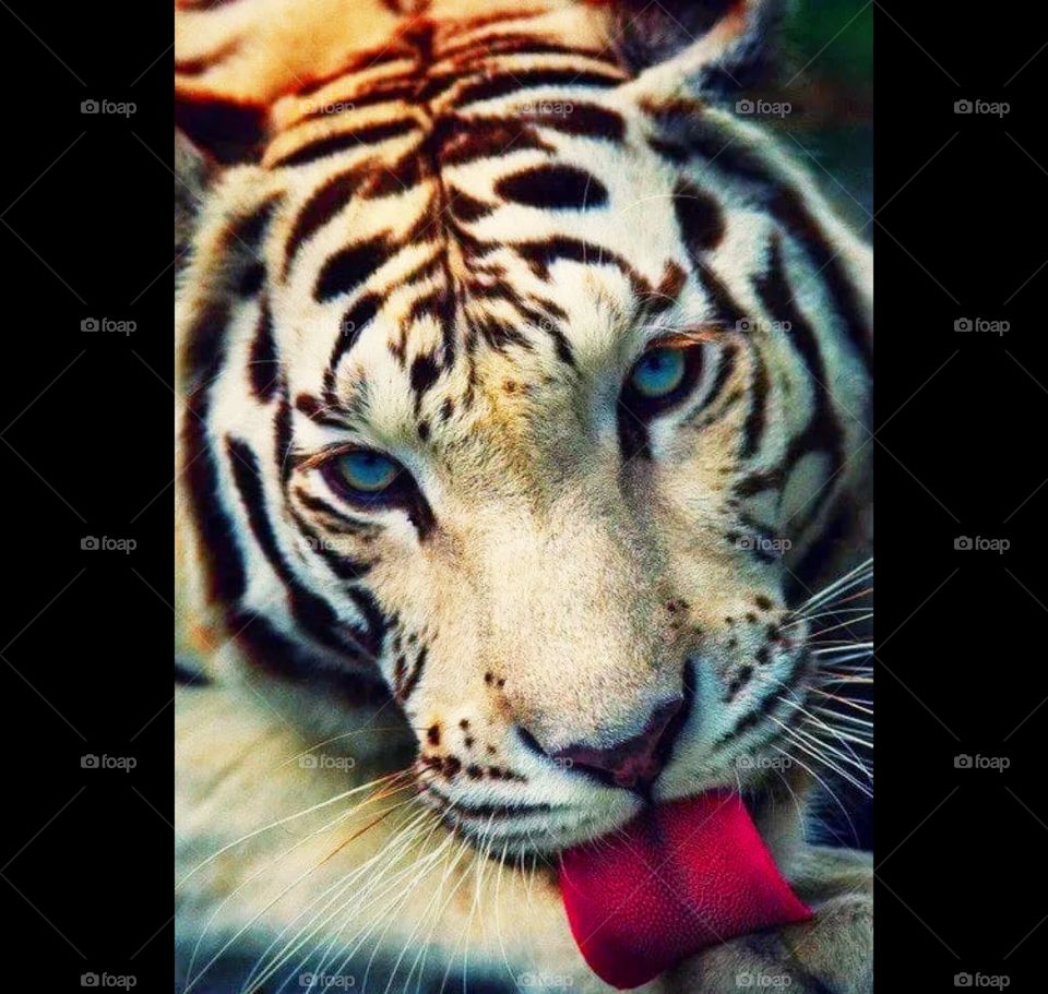 Tiger 🐅