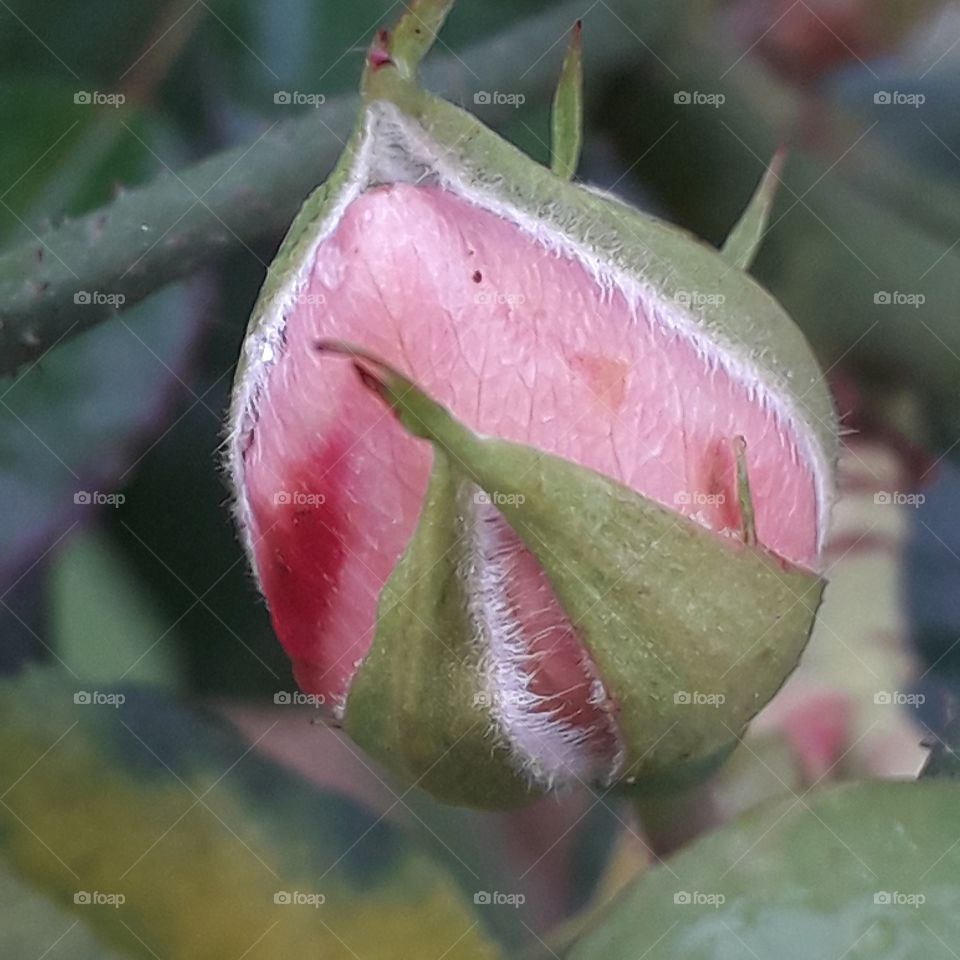 autumn garden -  close-up of pink rose bud