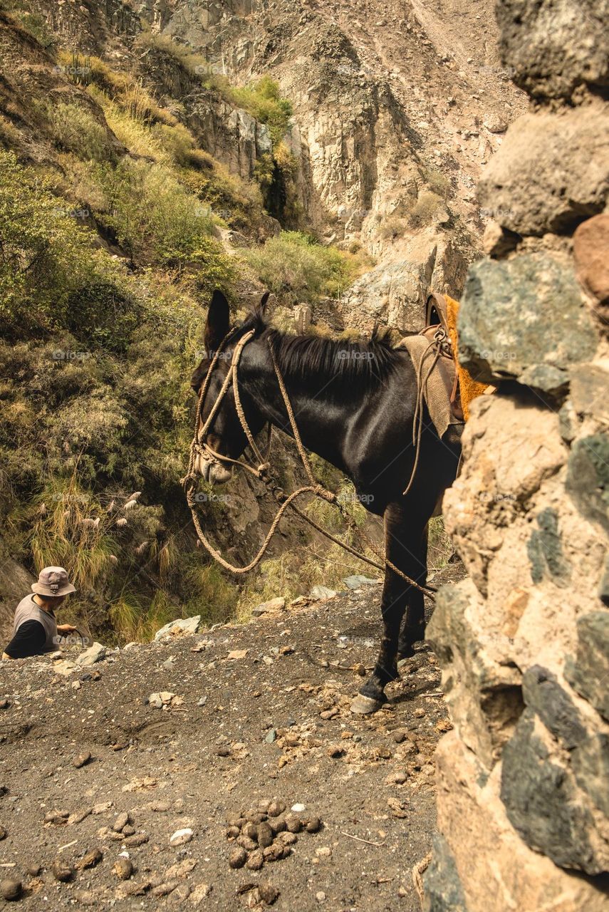 Pack mule in the Andes. Black mule in the Andes.