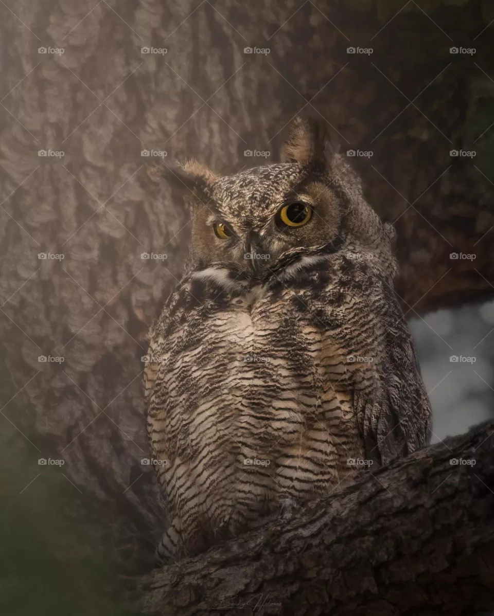 owl