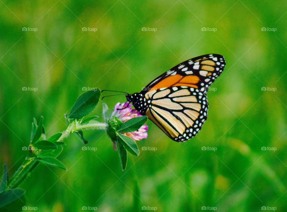 Butterflies Fly Away - monarch butterfly on a red clover blossom