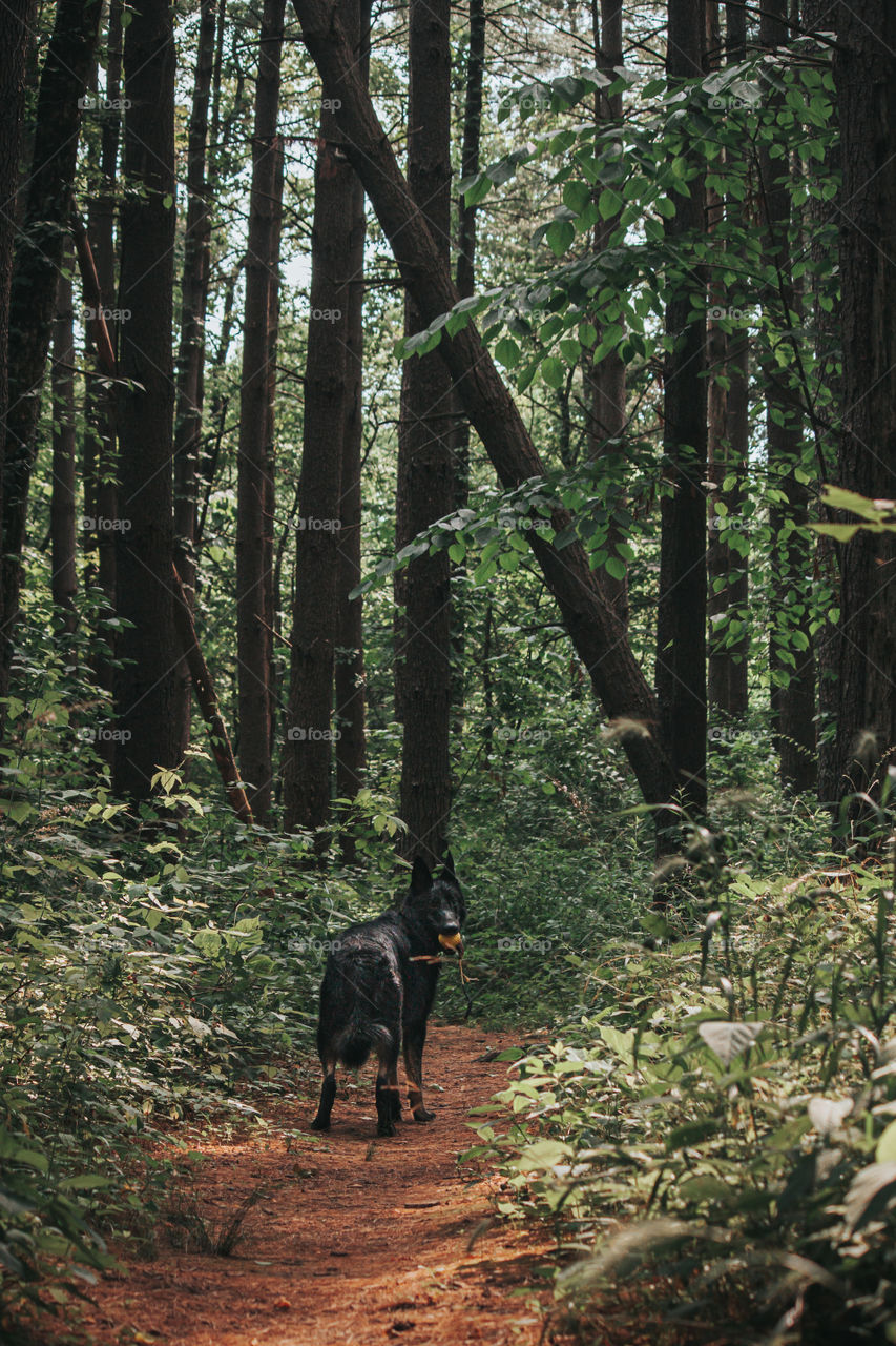 Dog in the woods