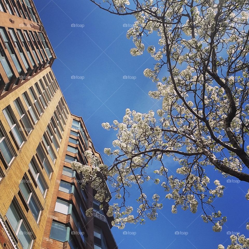 Spring in New York city