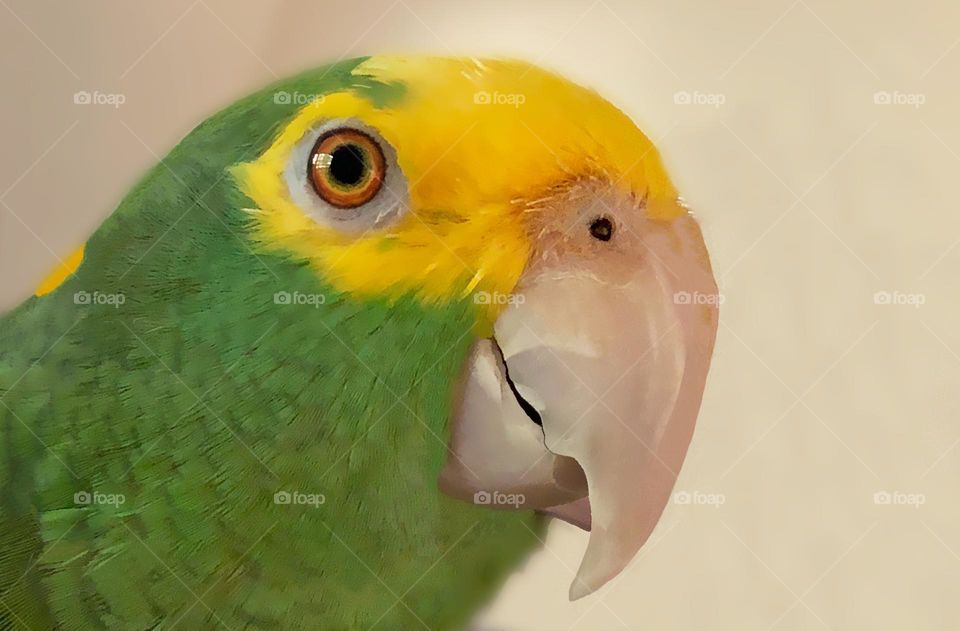 Green and yellow parrot.