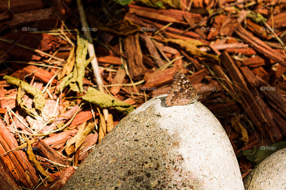 butterfly on rock