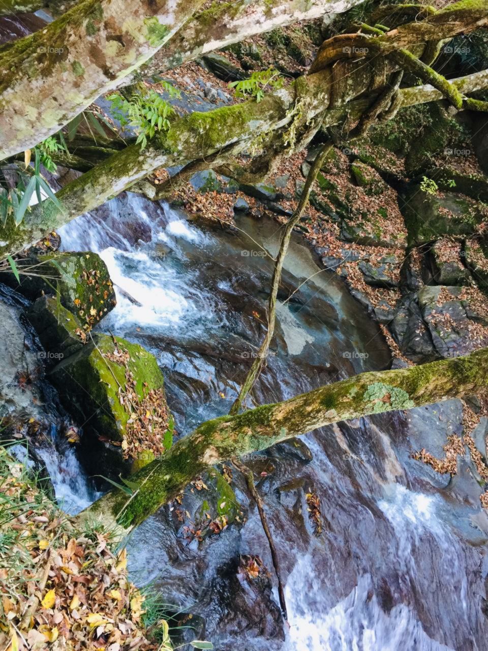 amazing stream in a forest