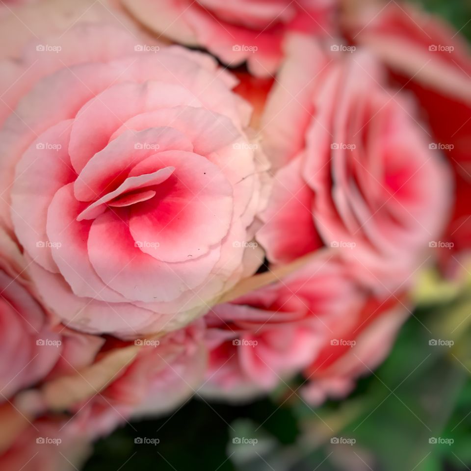 Beautiful flowers, pink colour, roses, bouquet 