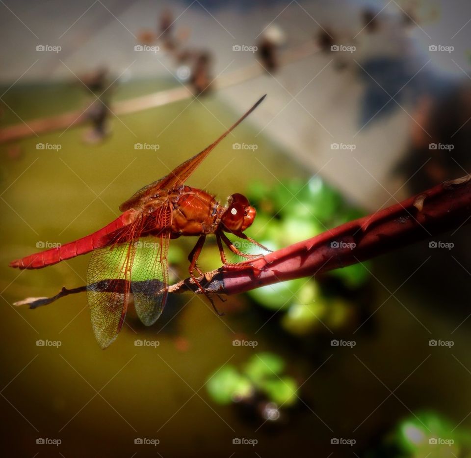 Red dragonfly