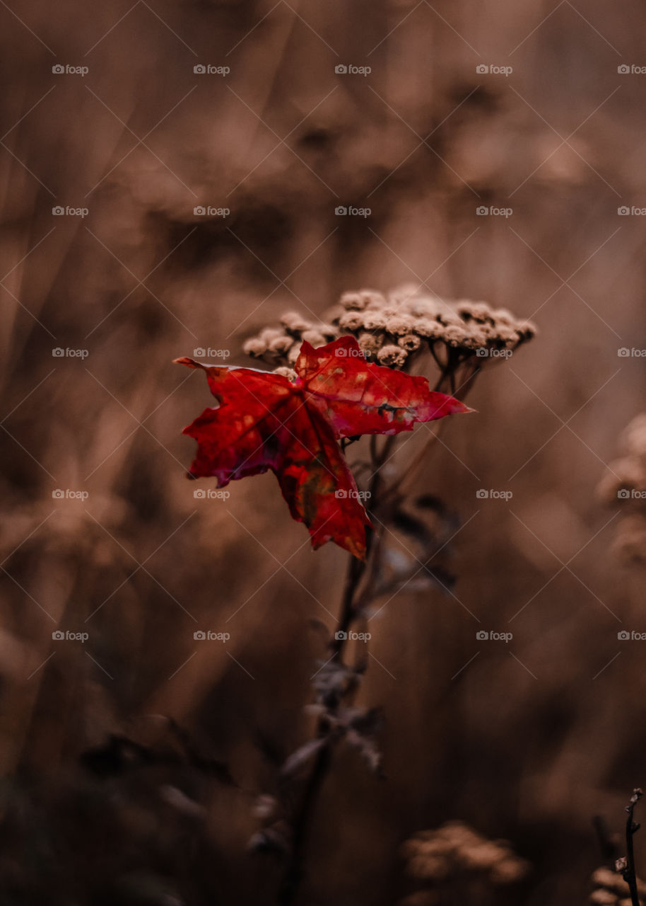 autumn leaves nature